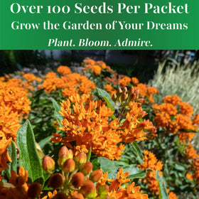 TKE Farms Butterfly Milkweed orange blooms brighten borders.