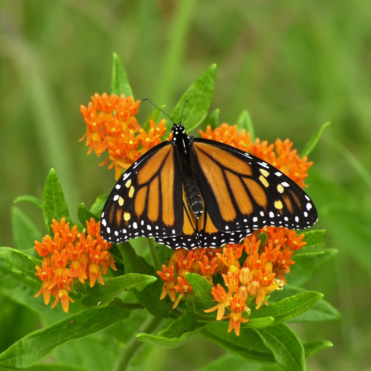 TKE Farms Butterfly Milkweed hardy perennial for zones 3-9.