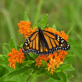 TKE Farms Butterfly Milkweed hardy perennial for zones 3-9.