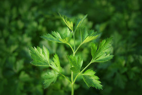 TKE Farms & Gardens compact container parsley garden for small spaces