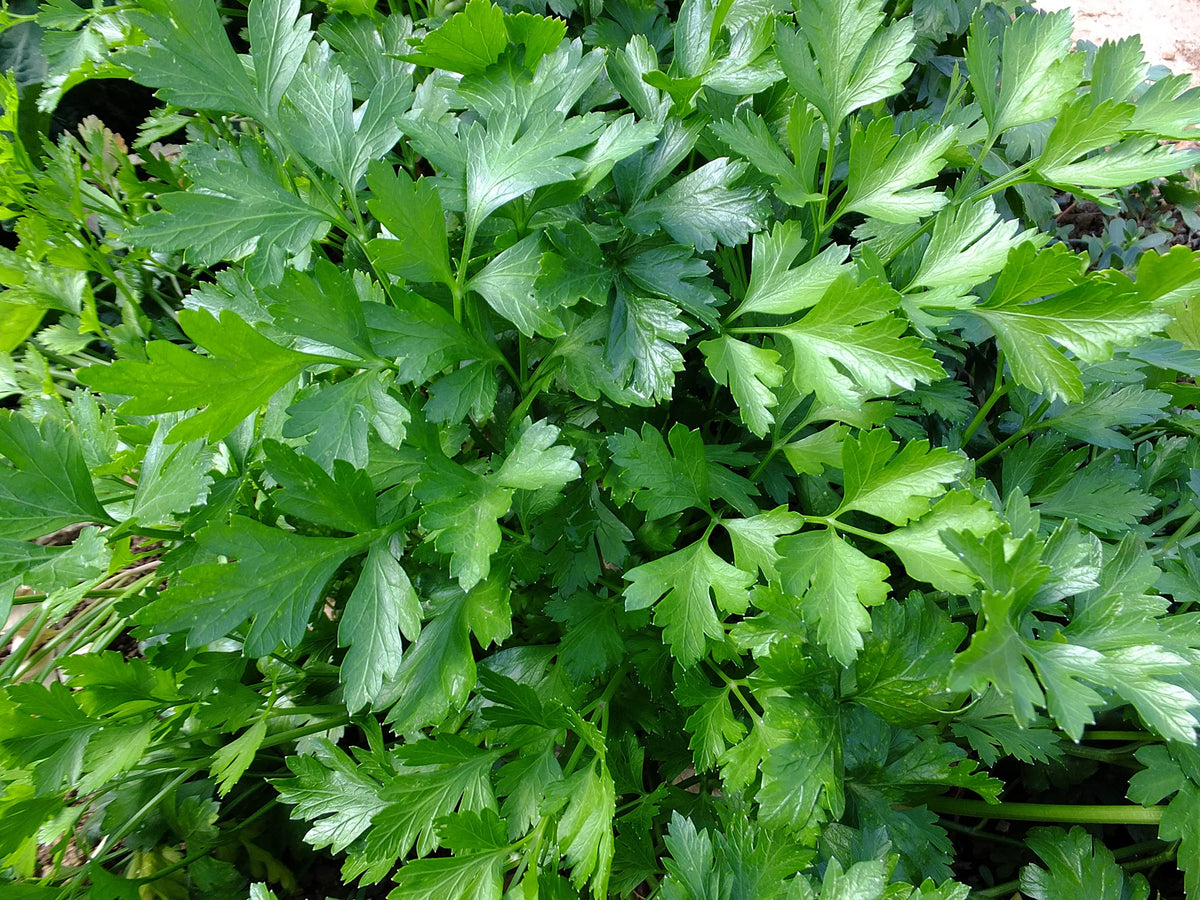 TKE Farms & Gardens fresh flat-leaf parsley leaves ready to garnish