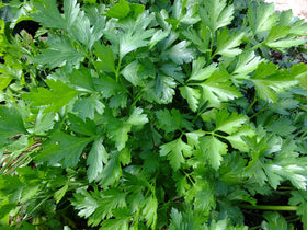 TKE Farms & Gardens fresh flat-leaf parsley leaves ready to garnish