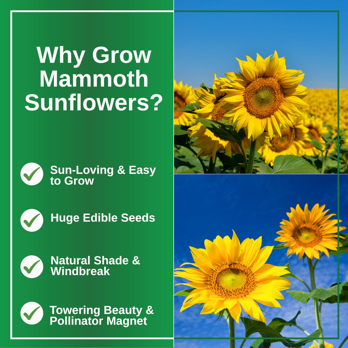TKE Mammoth Sunflower seeds include simple instructions for easy growing.