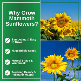 TKE Mammoth Sunflower seeds include simple instructions for easy growing.