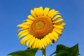 TKE Mammoth Sunflowers thrive in full sun and well-drained soil for vivid color.