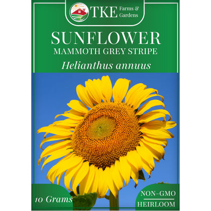 TKE Farms Mammoth Sunflower seeds yield giant blooms for dramatic borders.
