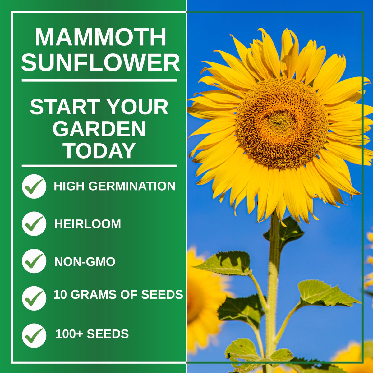 Mammoth Sunflower seeds deliver strong germination for quick, towering displays.