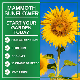 Mammoth Sunflower seeds deliver strong germination for quick, towering displays.