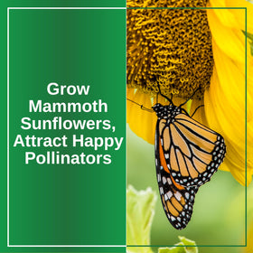 Mammoth Sunflowers attract pollinators to your garden with abundant blooms.