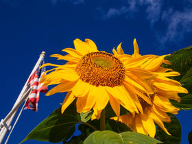 Regular watering supports the tall stalks of Mammoth Sunflowers.
