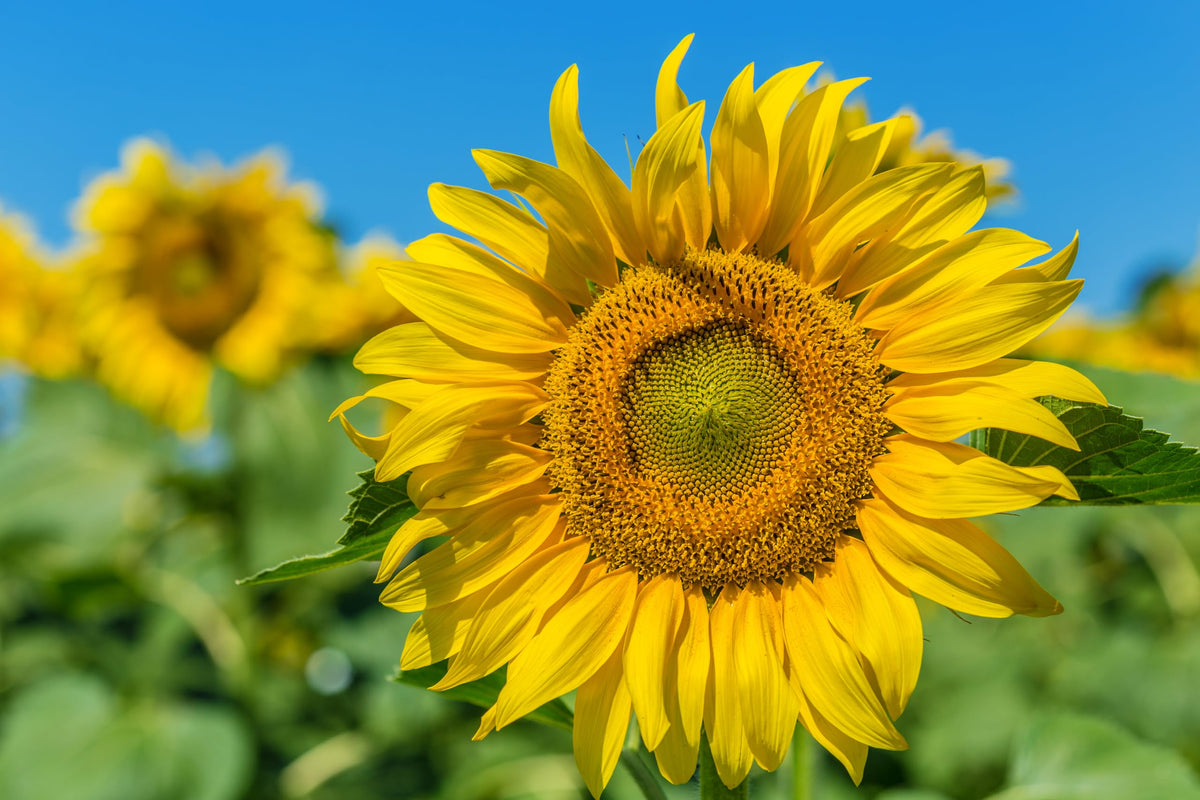 USDA zones 3-9 friendly, suitable for a wide range of gardens.