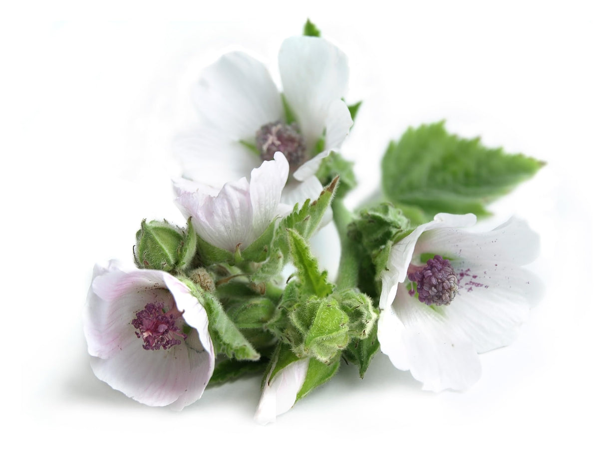 TKE Farms & Gardens marshmallow pale pink flowers brighten beds and attract pollinators