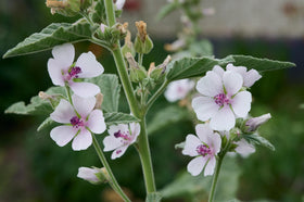 TKE Farms & Gardens marshmallow supports pollinator-friendly gardens and traditional tea plantings