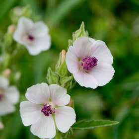 TKE Farms & Gardens marshmallow seedlings for resilient perennial start in herb beds