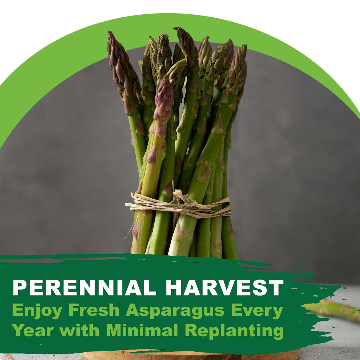 Early spear harvest scene featuring Mary Washington asparagus growth.
