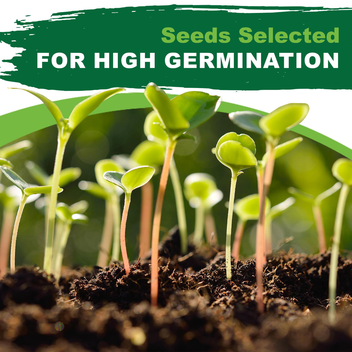 Growing instructions card included with Mary Washington asparagus seeds.