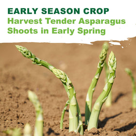 Perennial growth cycle shows long-term garden returns with Mary Washington asparagus.