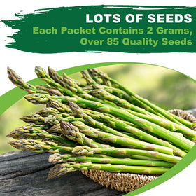 Seed-bed ready soil with Mary Washington asparagus seeds promotes successful planting.