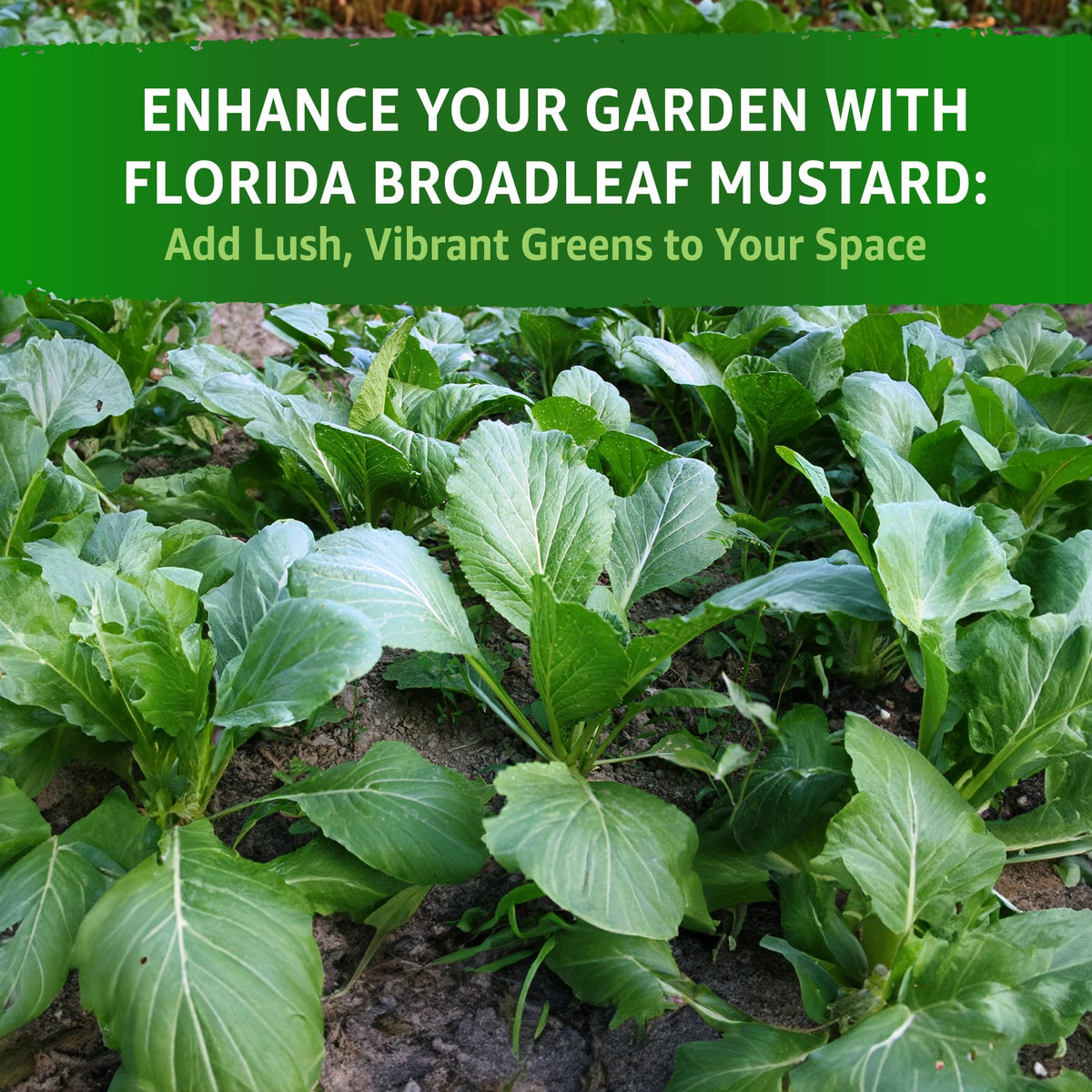 Outdoor planting with TKE Farms and Gardens mustard greens in a sunny garden bed.