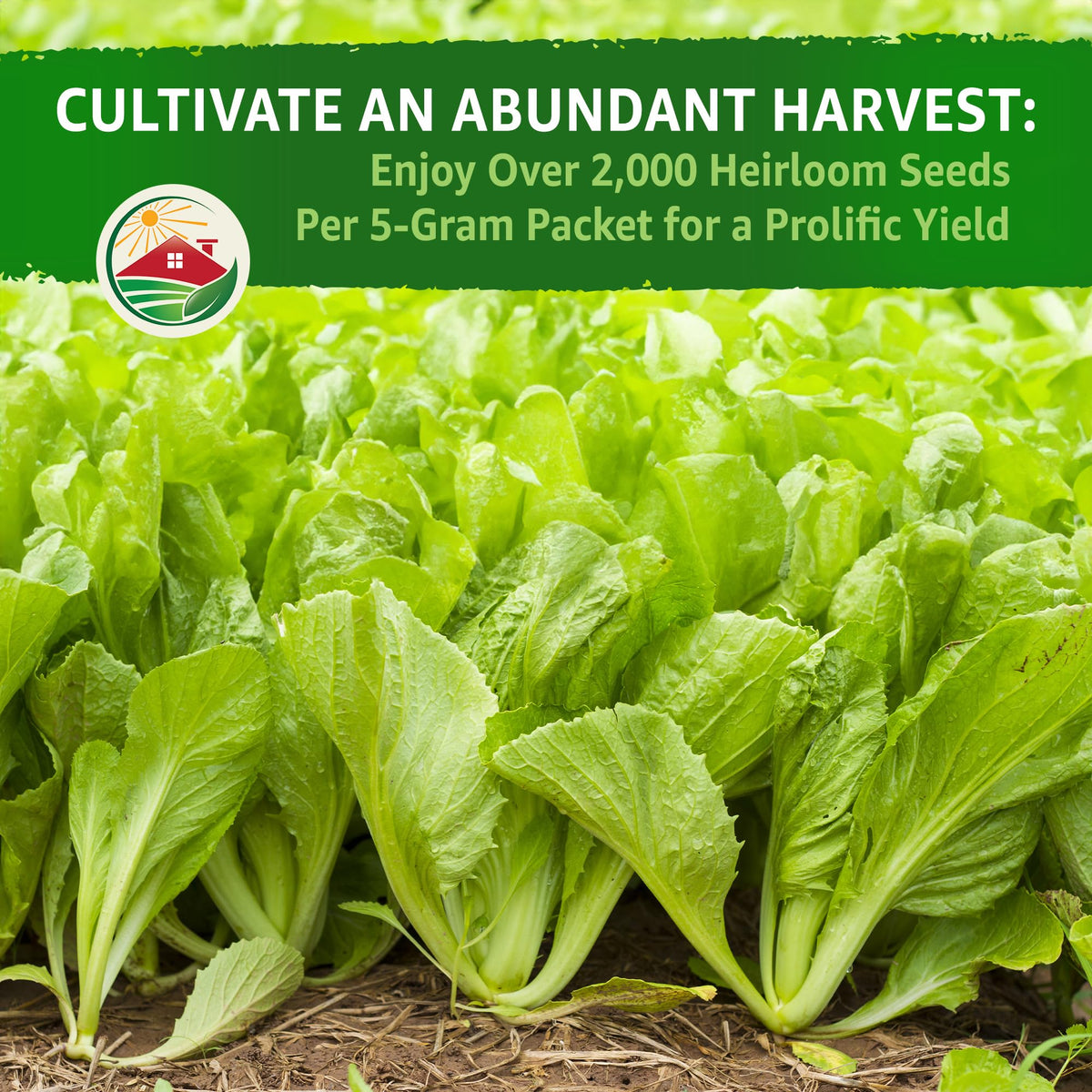 TKE Farms and Gardens Florida mustard seeds germination-ready visual promoting reliable sprouting.