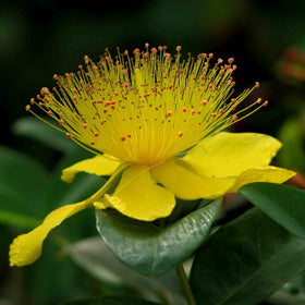 TKE Farms & Gardens St. John’s Wort seeds producing vibrant yellow flowers to attract pollinators