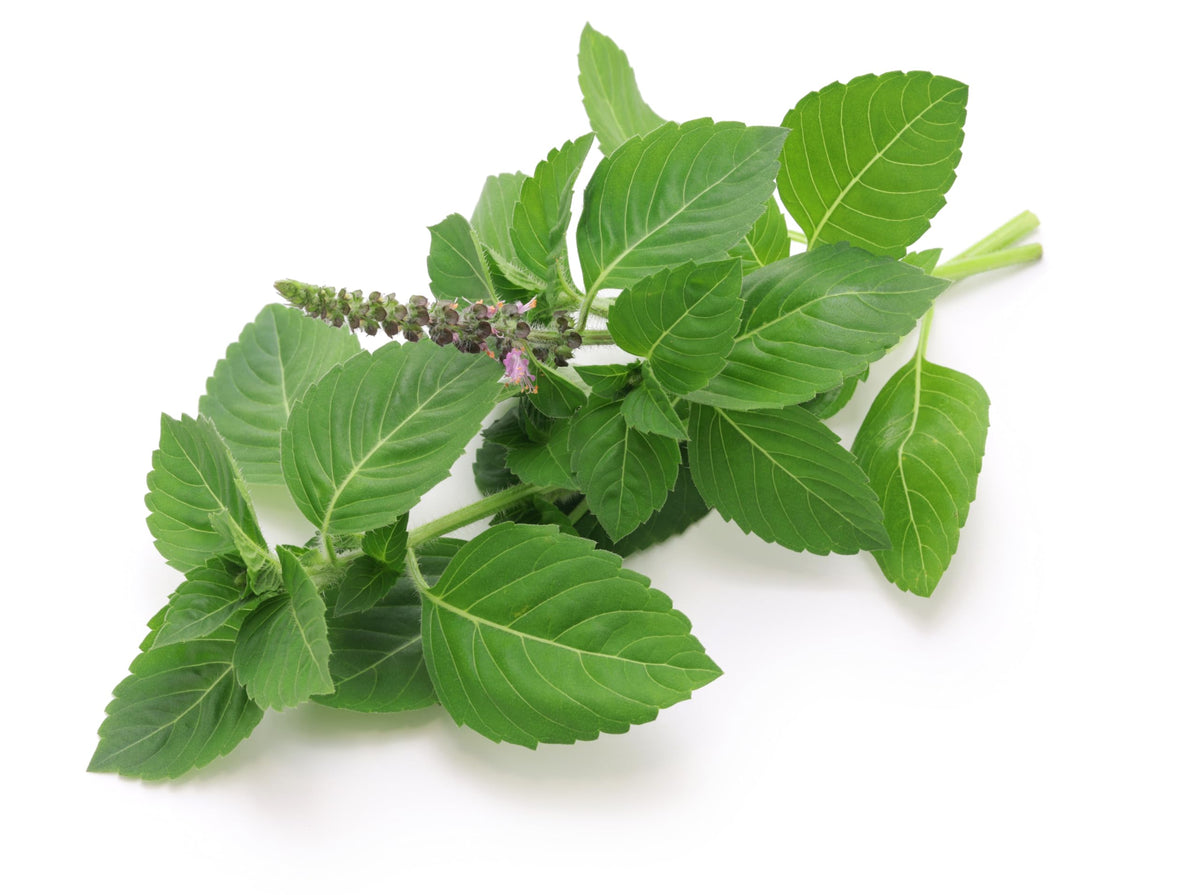 TKE Farms Thai Basil leaves add aroma to home cooking