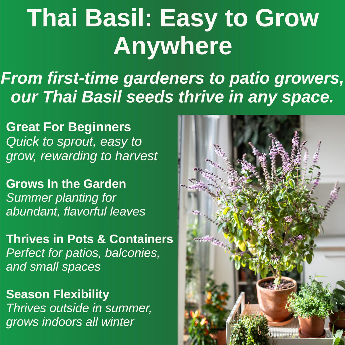 TKE Farms Thai Basil thriving in a compact indoor pot for year-round use
