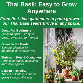 TKE Farms Thai Basil thriving in a compact indoor pot for year-round use
