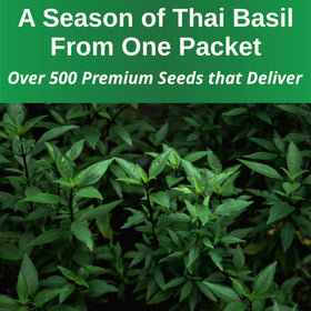 TKE Farms Thai Basil ready for harvest, fragrant leaves