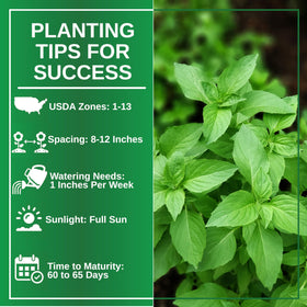 Beautiful seed packet image highlighting open-pollinated, heirloom Thai Basil seeds