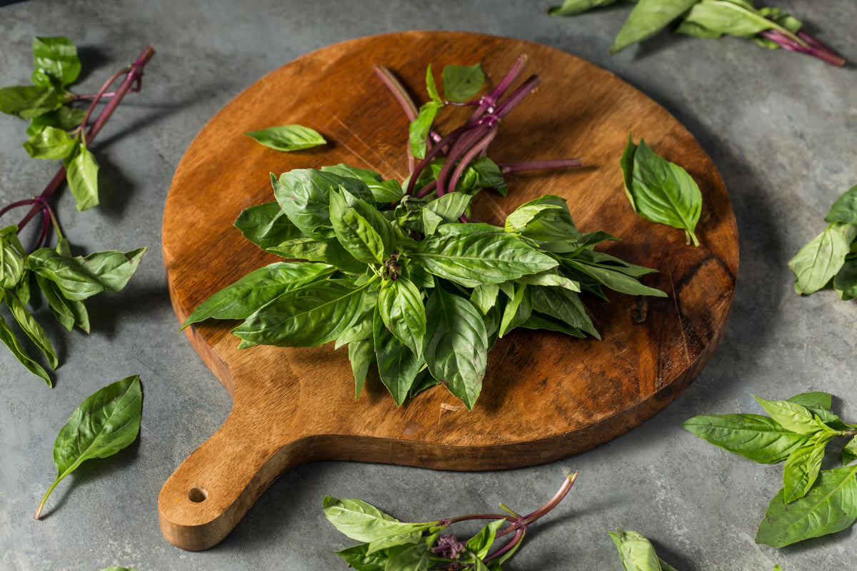 TKE Farms Thai Basil thriving in sunny outdoor patio garden