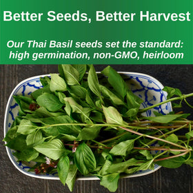 TKE Farms Thai Basil seeds close-up showing high germination potential