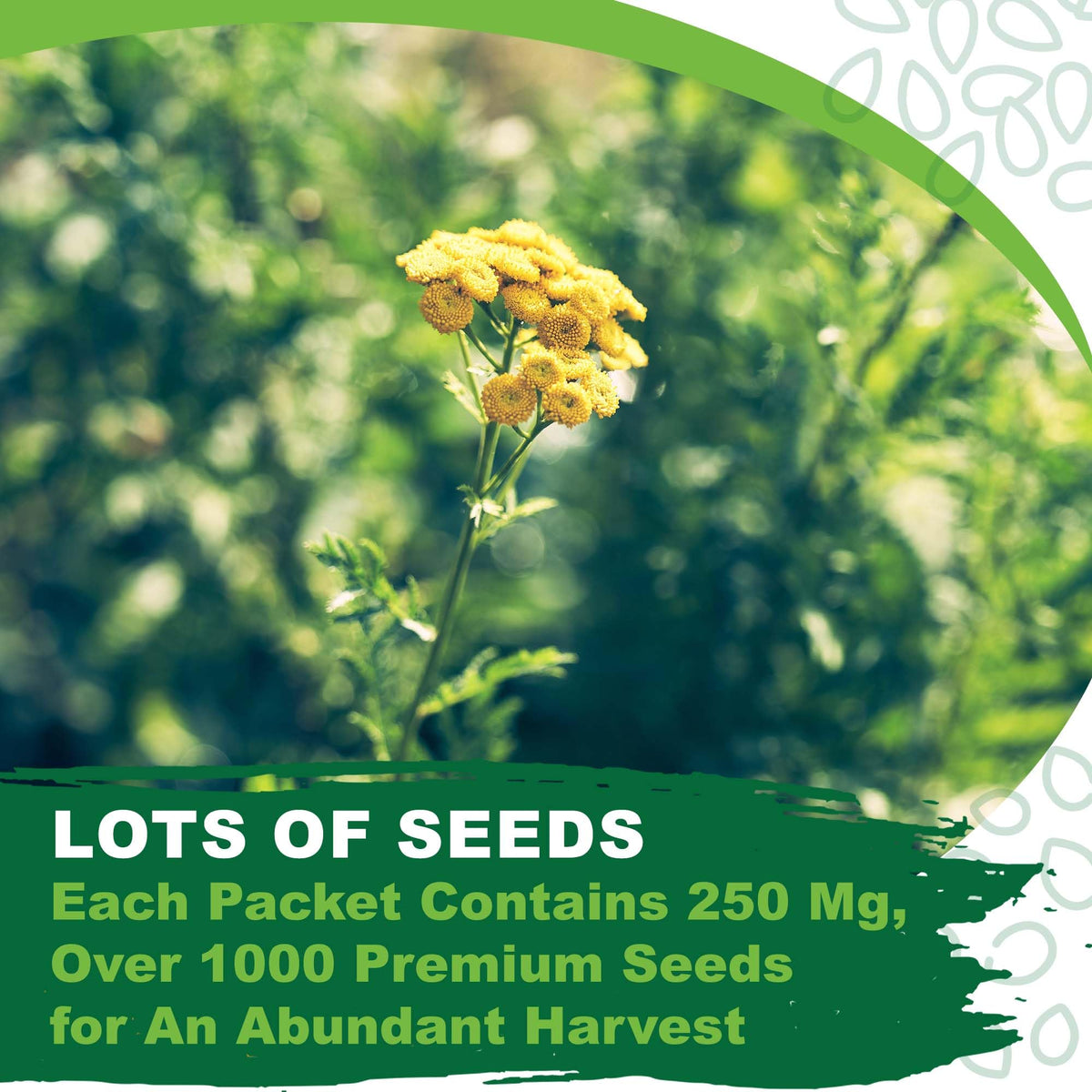Drought-tolerant wormwood thriving in dry soil from TKE Farms.