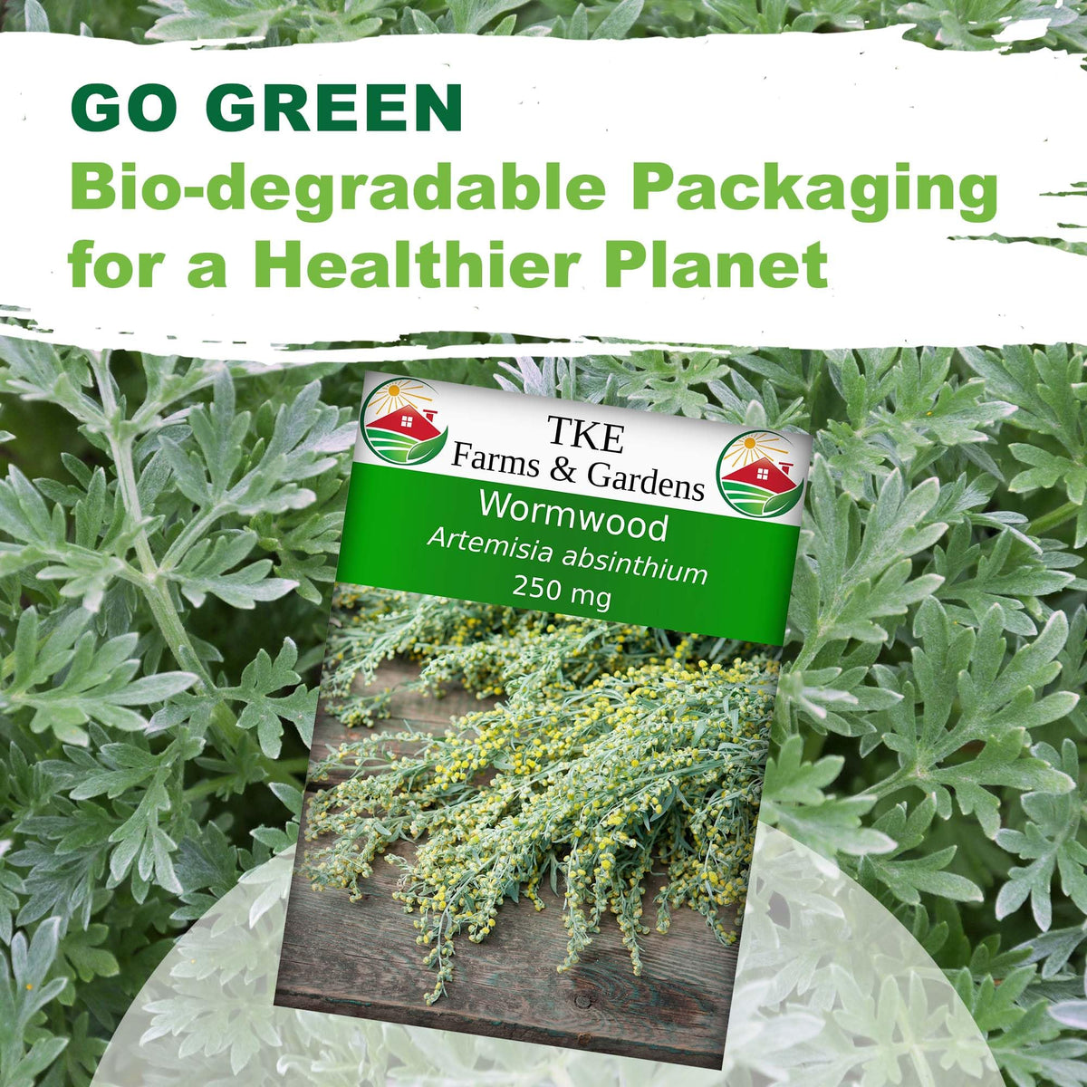 Full-sun wormwood growth with silvery leaves in a sunny border by TKE Farms.