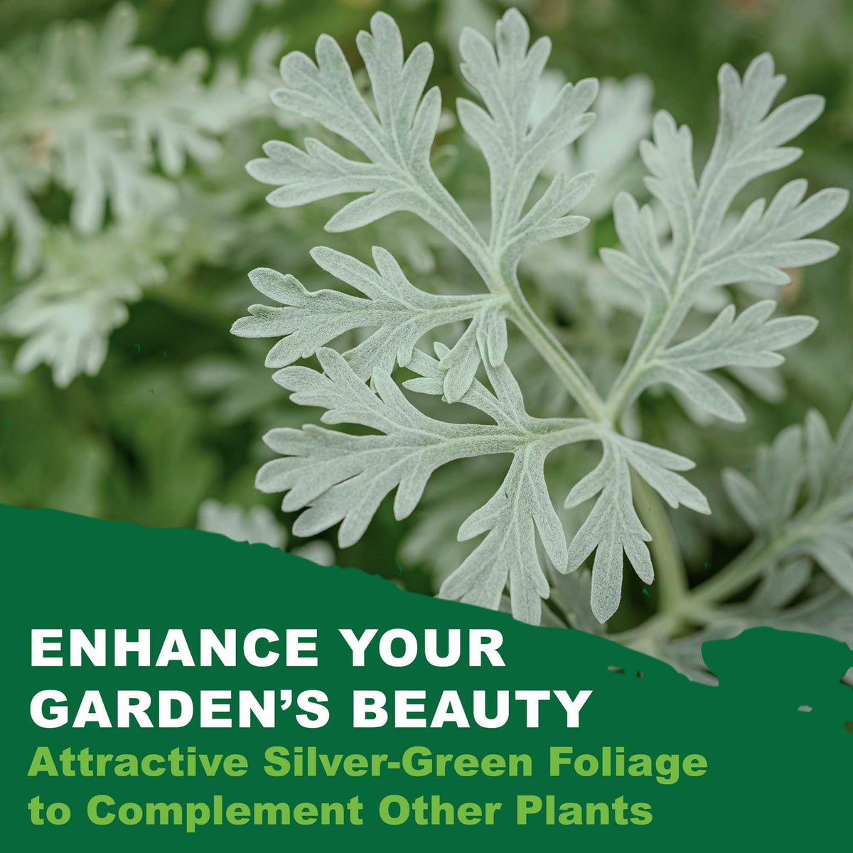 Long-lived wormwood perennial returning season after season from TKE Farms.
