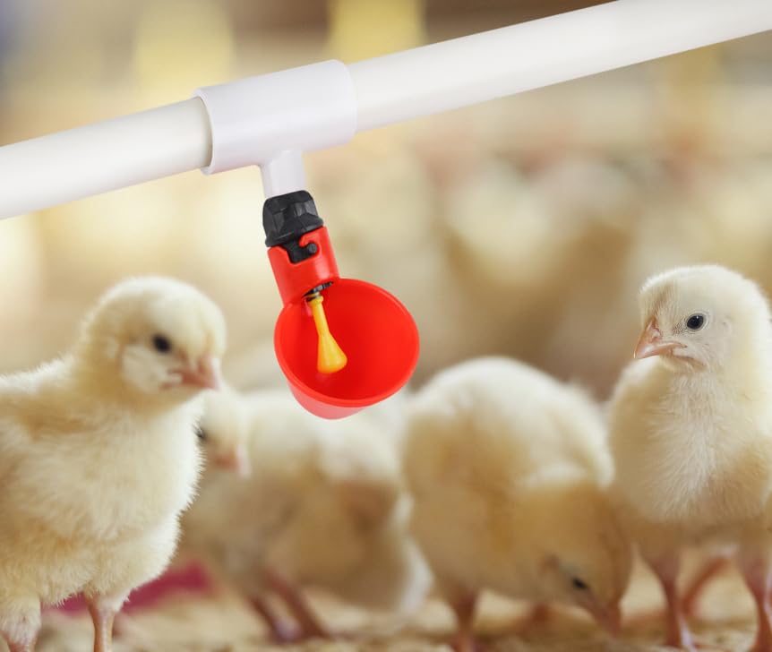 Tkocisa waterer in action delivering clean water to poultry
