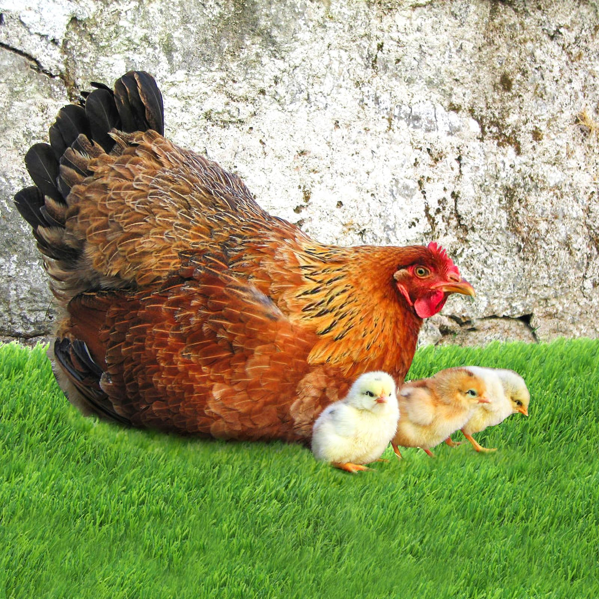 Tlence cut-to-fit nest mats adapt to different coop sizes.