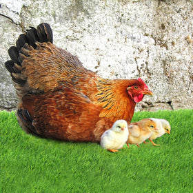 Tlence cut-to-fit nest mats adapt to different coop sizes.