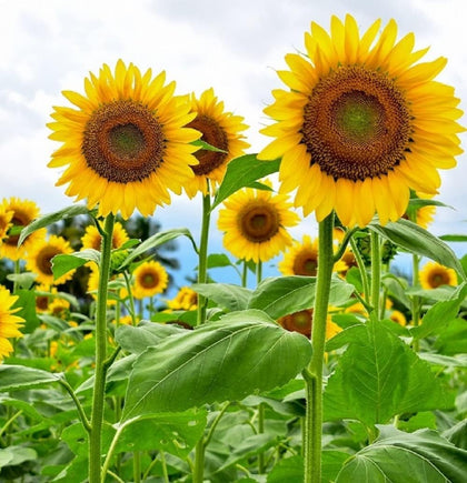 TLSSCO mammoth sunflower seeds create towering 12-foot plants with 14-inch blooms, ideal for borders and pollinator gardens.