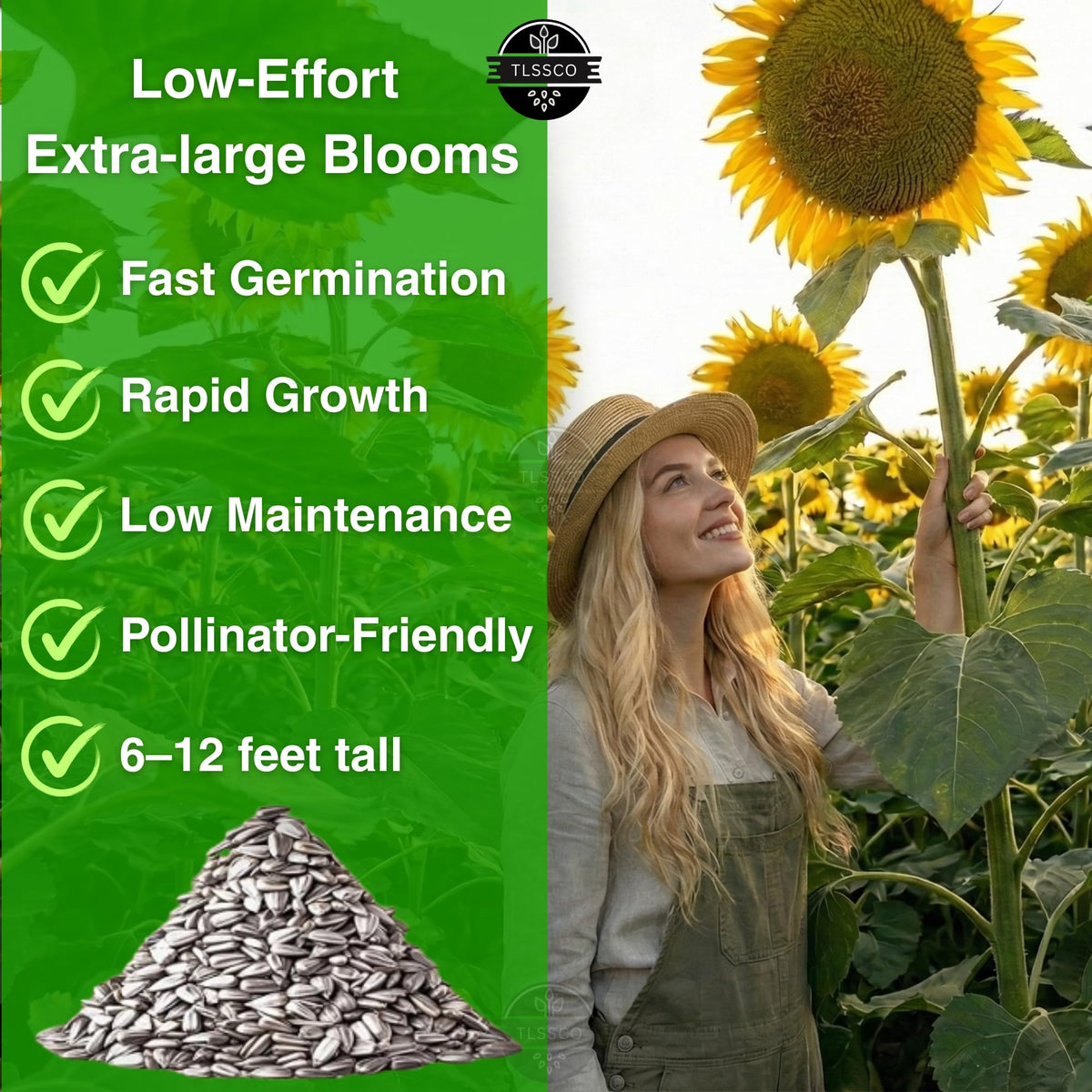 TLSSCO sunflowers attract bees and butterflies, supporting pollinators while brightening outdoor spaces.