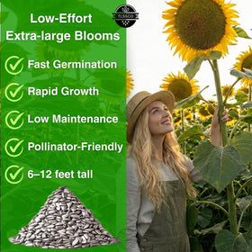 TLSSCO sunflowers attract bees and butterflies, supporting pollinators while brightening outdoor spaces.
