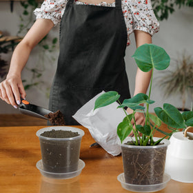 TNTIWQ versatile pot for succulents and orchids.