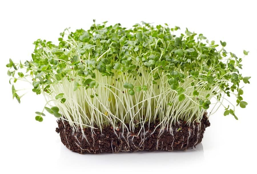 Todd's Seeds chemical-free Calabrese seeds ideal for home sprouts.