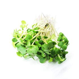Todd's Seeds Calabrese seeds labeled non-GMO for clean sprouting.