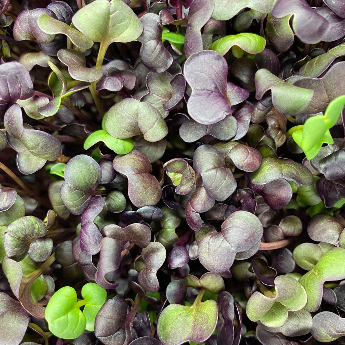 Todd's Seeds Rambo microgreens on a tray with pink-red sprouts.