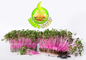 Todd's Seeds Rambo organic, non-GMO seeds labeled for safe home gardening.