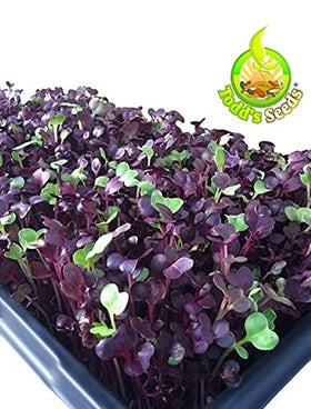 Todd's Seeds Rambo radish sprouts topping a fresh salad for color.