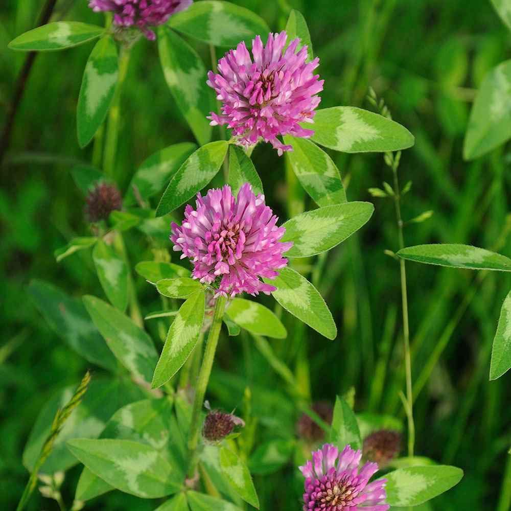 Todd's Seeds red clover cover crop field illustrating soil protection.
