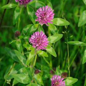 Todd's Seeds red clover cover crop field illustrating soil protection.