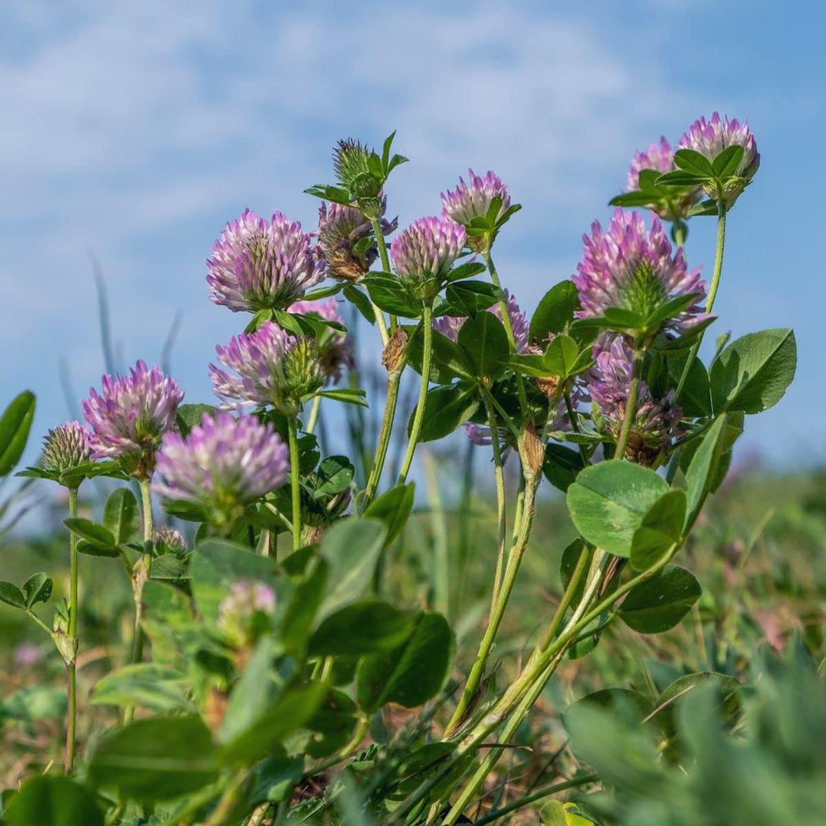 Todd's Seeds red clover flower head harvest featuring colorful blooms for culinary use.